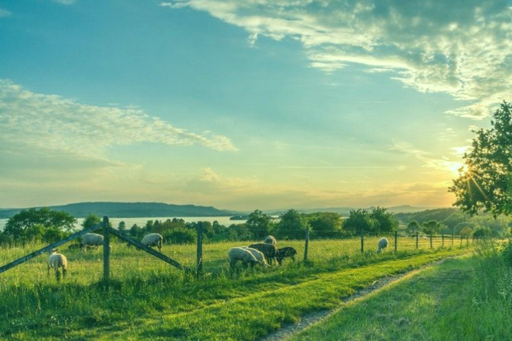 Animales comiendo pasto en pastos