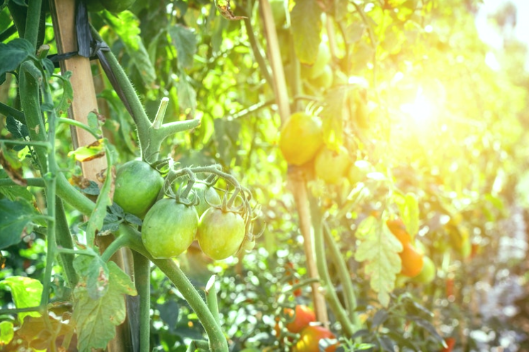 Frutas orgánicas que crecen en Indonesia