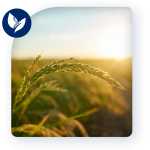 Descubre Cómo BEAM Croptech Revoluciona la Agricultura con Tecnología de Vanguardia