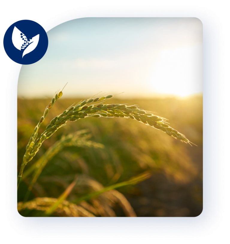 Descubre Cómo BEAM Croptech Revoluciona la Agricultura con Tecnología de Vanguardia