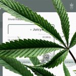 Descubre Startup Budz: La Plataforma de Inversión en Cannabis en Crecimiento