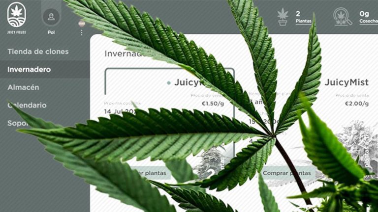 Descubre Startup Budz: La Plataforma de Inversión en Cannabis en Crecimiento